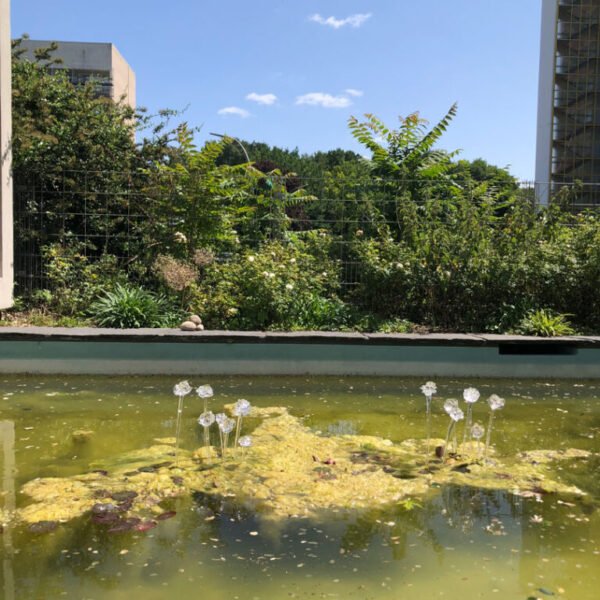 Frozen-roses-2 Frozen-roses-2